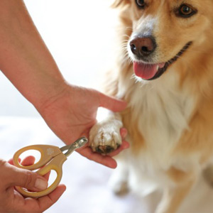 Hund bekommt die Krallen gekürzt mit der MagicBrush Krallenschere