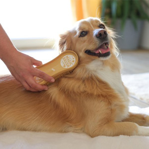 Hund genießt eine Bürstenmassage mit der Hundebürste MagicBrush Dog soft